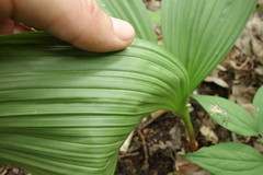 Veratrum nigrum