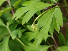 Anemonoides nemorosa