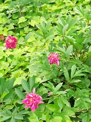 Paeonia broteri
