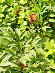 Paeonia broteri