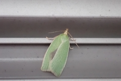 Tortrix viridana