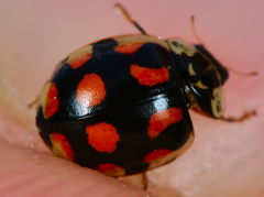 Adalia decempunctata
