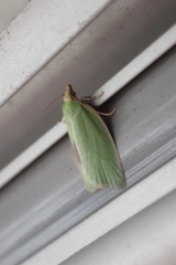 Tortrix viridana