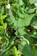 Salvia dumetorum