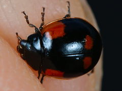 Adalia bipunctata