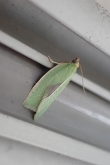 Tortrix viridana