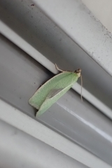 Tortrix viridana