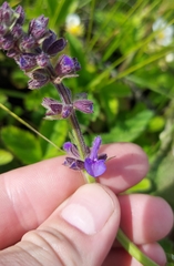 Salvia dumetorum