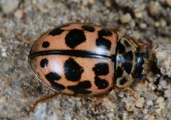Oenopia conglobata
