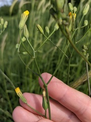 Crepis pulchra