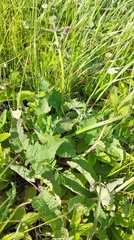 Salvia dumetorum
