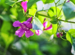 Fridericia floribunda