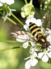 Epistrophe grossulariae