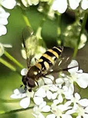 Epistrophe grossulariae