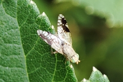 Tephritis divisa