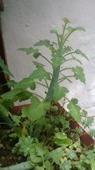 Baculellum articulatum