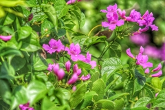 Fridericia floribunda