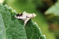 Tephritis divisa