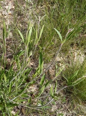 Silene nutans