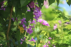 Fridericia floribunda