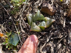 Haworthia retusa