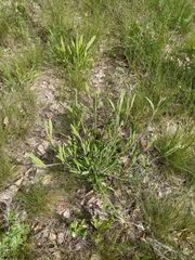 Silene nutans
