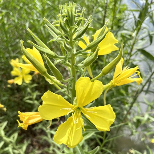 iNaturalist observation photo of tall evening primrose