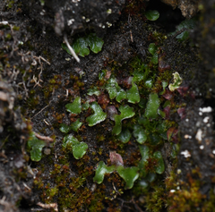 Mannia gracilis