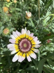 Asteraceae