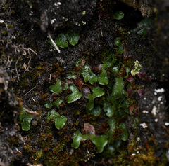 Mannia gracilis