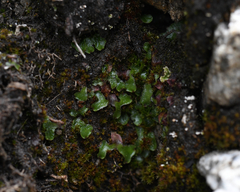 Mannia gracilis