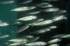 Decapterus punctatus