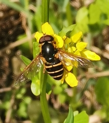 Sericomyia