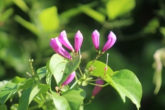 Fridericia floribunda