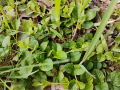 Lysimachia nummularia
