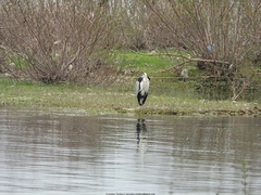 Ardea cinerea