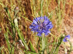 Centaurea cyanus