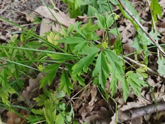 Anemonoides nemorosa