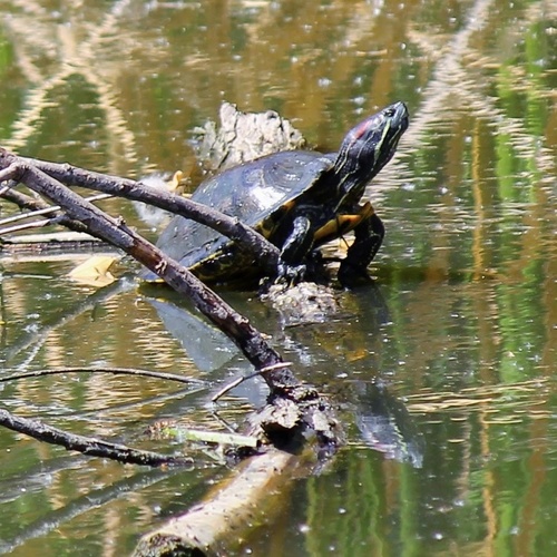 iNaturalist observation photo of Red-eared Slider