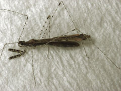 Empicoris rubromaculatus