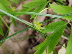 Anemonoides nemorosa