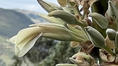 Puya olivacea