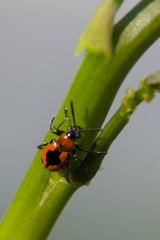 Crioceris quinquepunctata