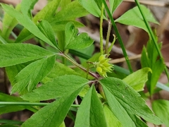 Anemonoides nemorosa