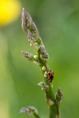 Crioceris quinquepunctata