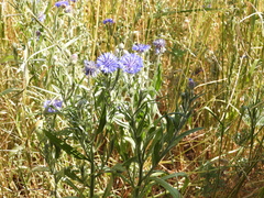 Centaurea cyanus