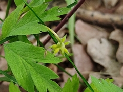 Anemonoides nemorosa