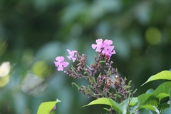 Fridericia floribunda