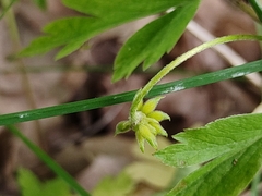 Anemonoides nemorosa