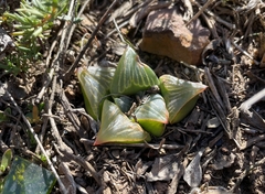 Haworthia retusa